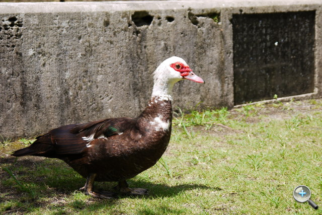 Panasonic LUMIX GF3 試玩連載（四）：沖繩旅行篇