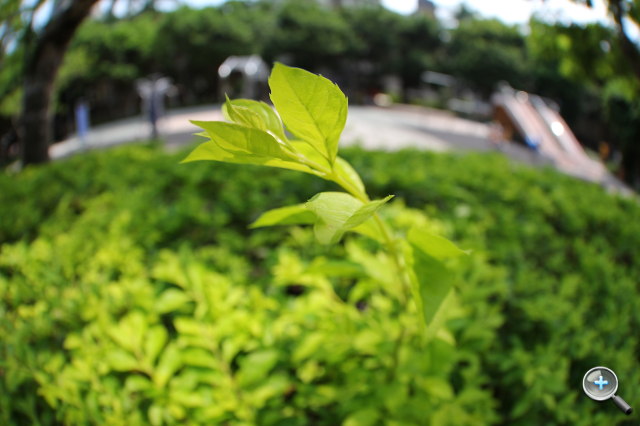 Canon EF 8-15mm F4L Fisheye USM 魚眼試玩實拍! - 13 Canon EF 8-15mm F4L Fisheye USM 魚眼試玩實拍! - 13