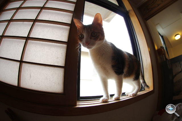 Canon EF 8-15mm F4L Fisheye USM 魚眼試玩實拍! - 10 Canon EF 8-15mm F4L Fisheye USM 魚眼試玩實拍! - 10