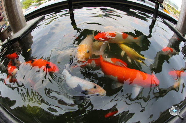 Canon EF 8-15mm F4L Fisheye USM 魚眼試玩實拍! - 20 Canon EF 8-15mm F4L Fisheye USM 魚眼試玩實拍! - 20