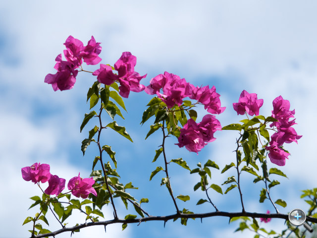 Panasonic LUMIX G X 45-175mm HD 輕巧望遠變焦鏡 實拍分享！ - 28
