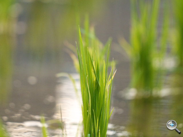 Panasonic LUMIX G X 45-175mm HD 輕巧望遠變焦鏡 實拍分享！ - 35