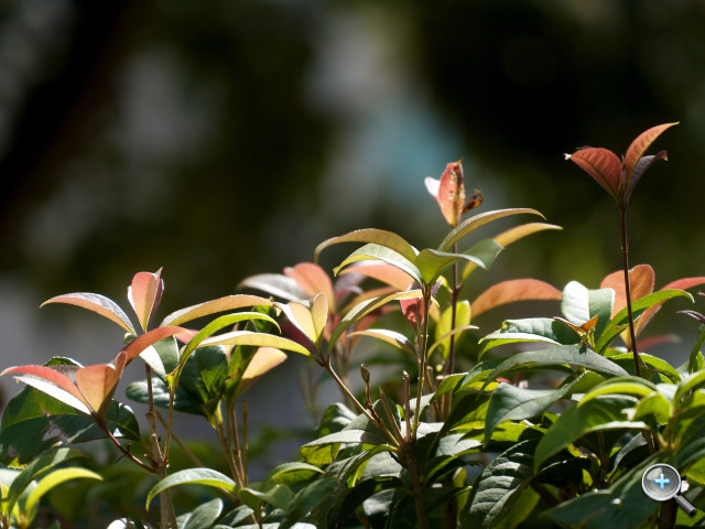 Panasonic LUMIX G X 45-175mm HD 輕巧望遠變焦鏡 實拍分享！ - 20