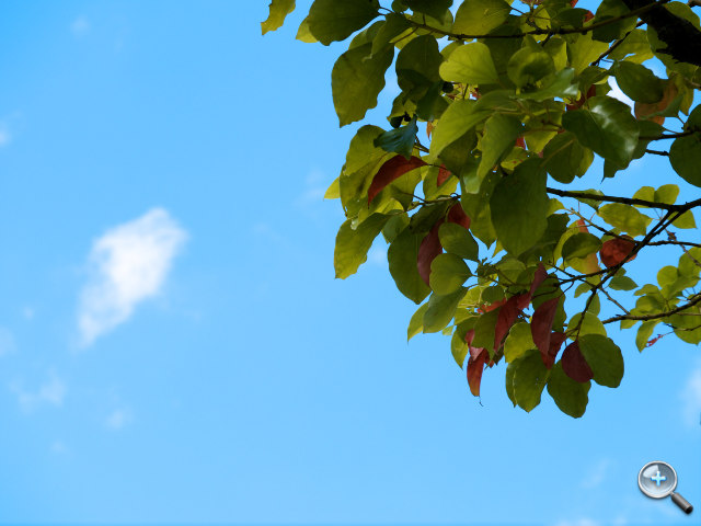 Panasonic LUMIX G X 45-175mm HD 輕巧望遠變焦鏡 實拍分享！ - 29