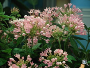 Samsung EX2F 試玩實拍、$16,990 即日發售! Samsung EX2F 試玩實拍、$16,990 即日發售!