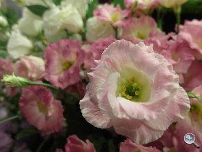 Samsung EX2F 試玩實拍、$16,990 即日發售! Samsung EX2F 試玩實拍、$16,990 即日發售!