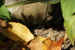 完熟之作：Sony NEX-5R 試玩、實拍分享