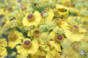 完熟之作：Sony NEX-5R 試玩、實拍分享