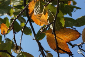 完熟之作：Sony NEX-5R 試玩、實拍分享