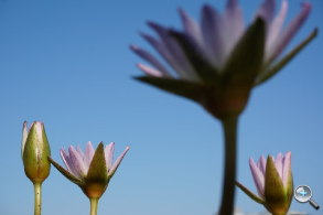 完熟之作：Sony NEX-5R 試玩、實拍分享