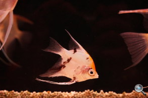 完熟之作：Sony NEX-5R 試玩、實拍分享