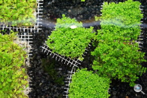 完熟之作：Sony NEX-5R 試玩、實拍分享