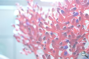 完熟之作：Sony NEX-5R 試玩、實拍分享