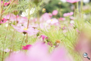 完熟之作：Sony NEX-5R 試玩、實拍分享