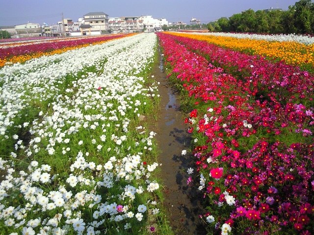 主题:桥头花海