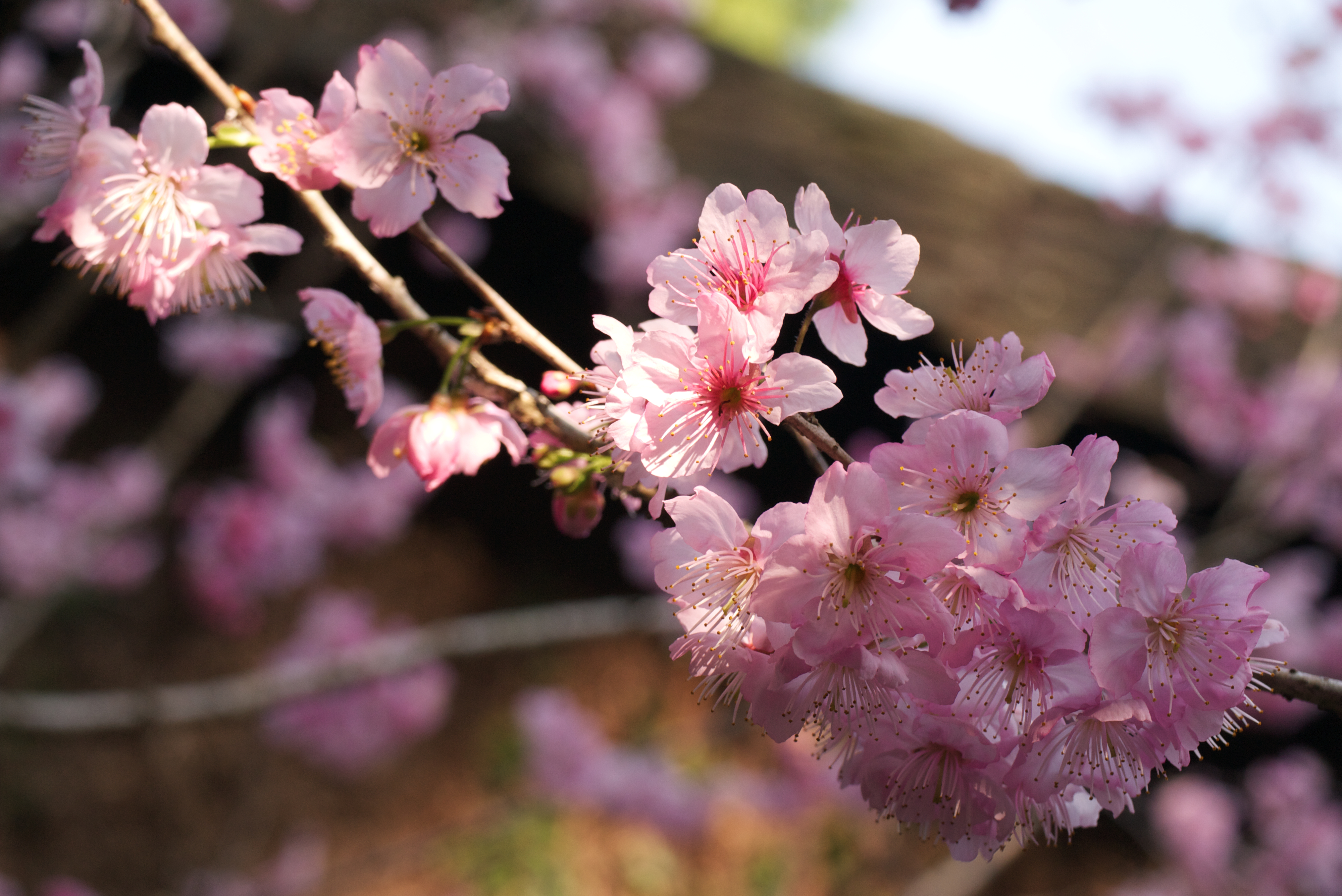 带松下 gf2 去游台湾看樱花