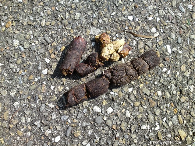 没错,这是狗屎,我要出运了.